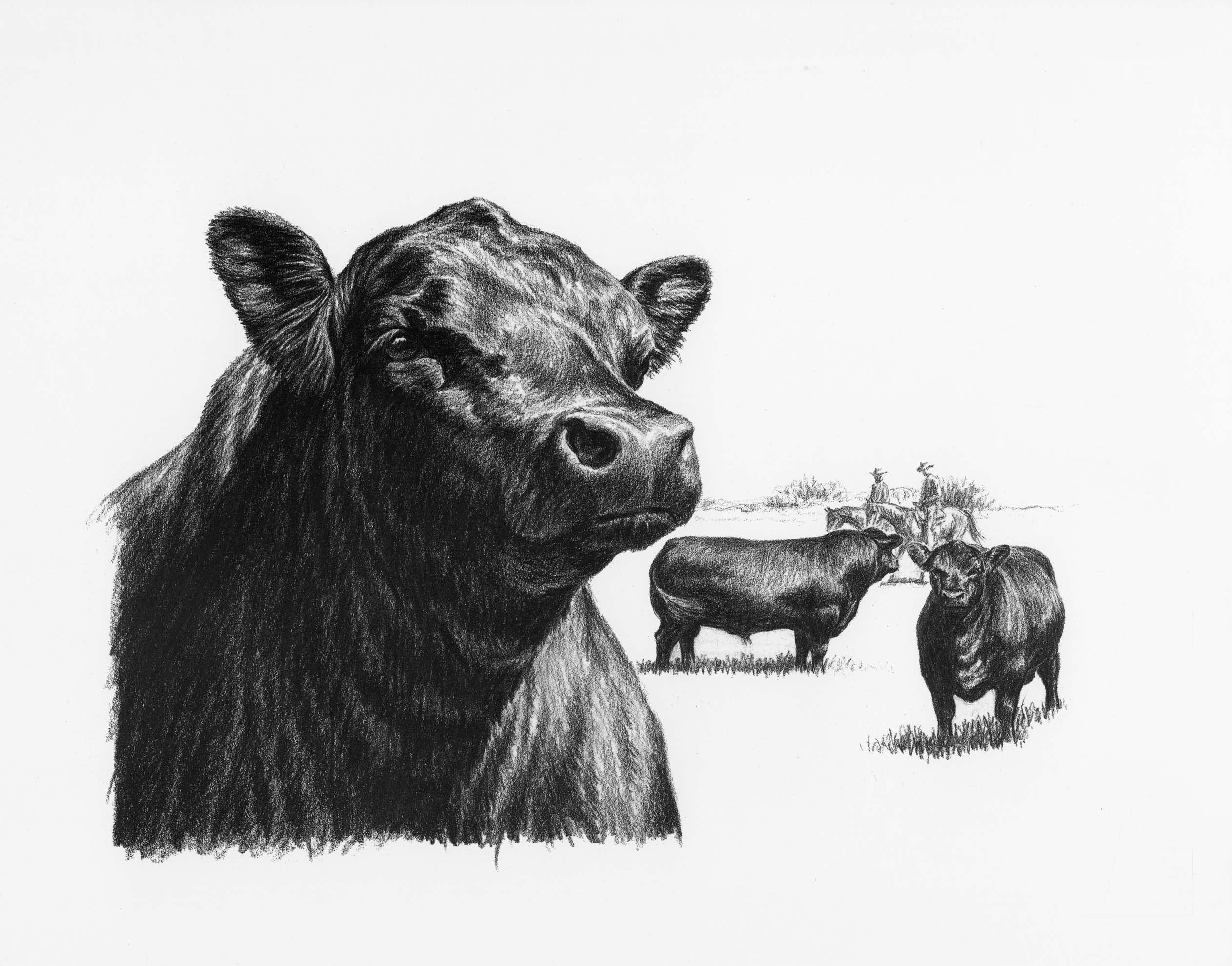 A Set of 4 Charcoal Drawings by Frank Murphy – The Angus Brand