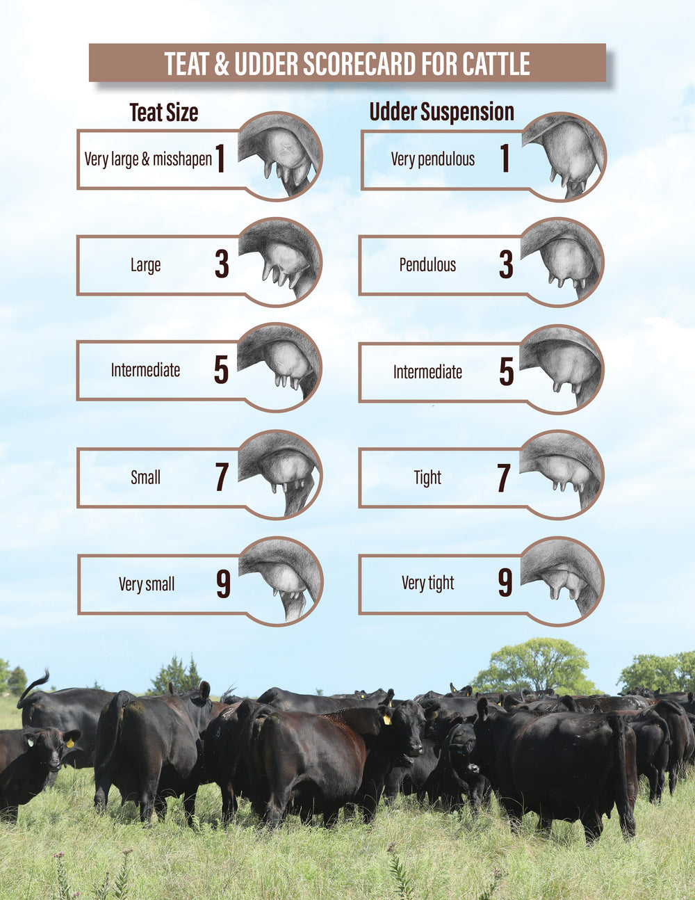 Teat and Udder Scoring Guide
